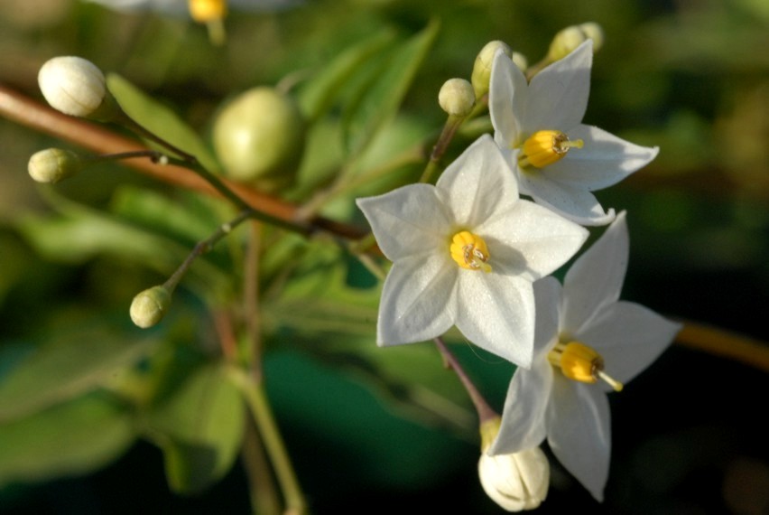 Scatti per Simonetta